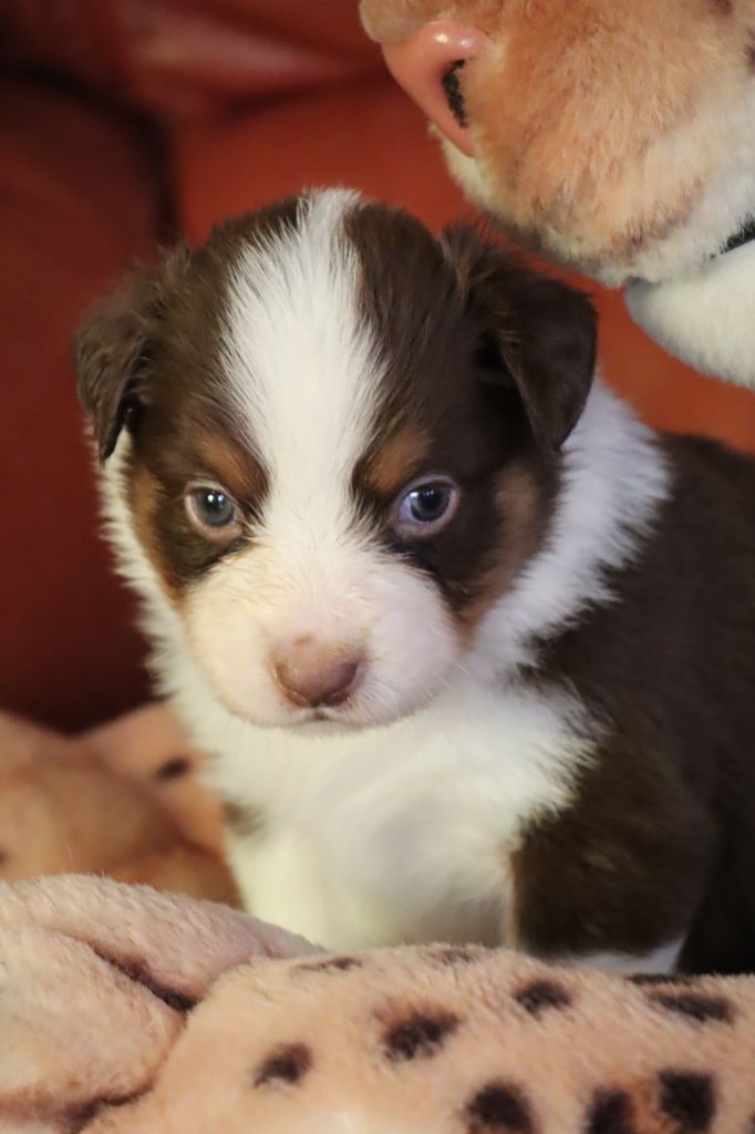 Des bonnes bouilles - Chiot disponible  - Berger Américain Miniature 