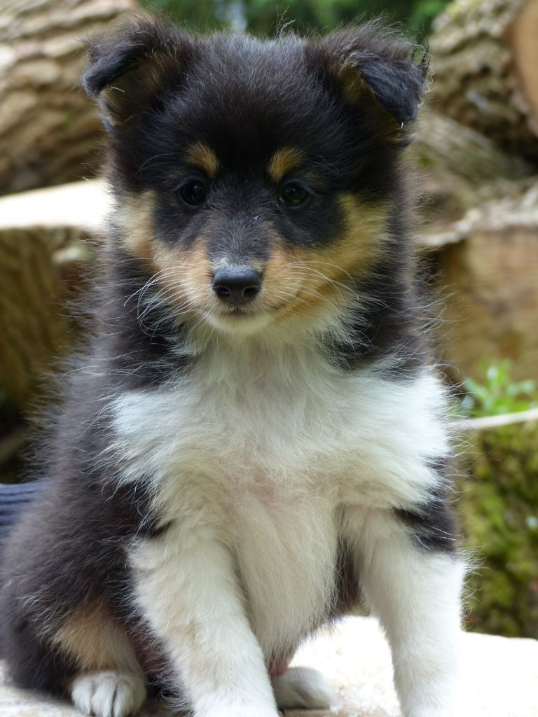 chiot Shetland Sheepdog Des bonnes bouilles