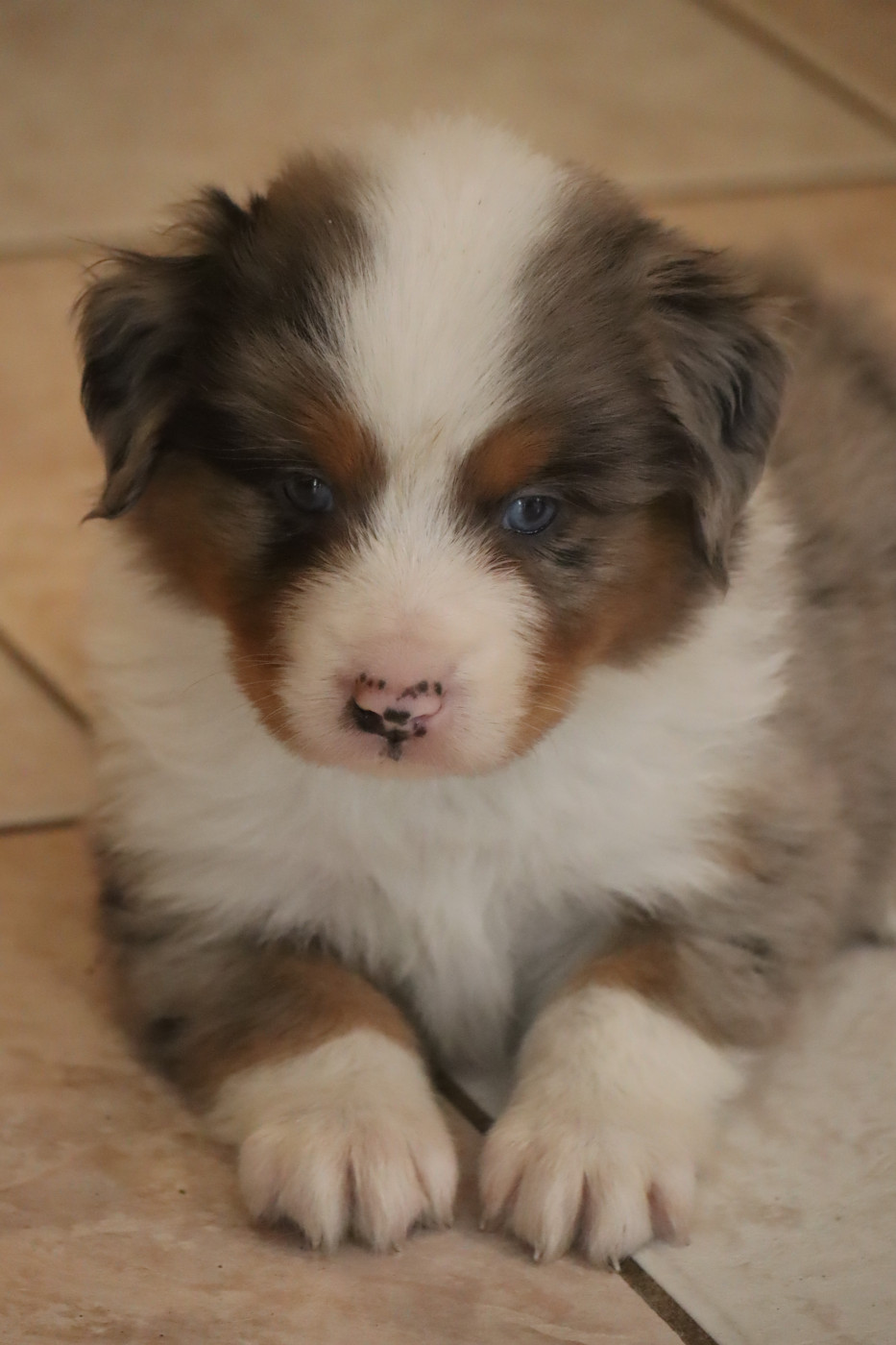 A réservé 2 mâles bleu merle