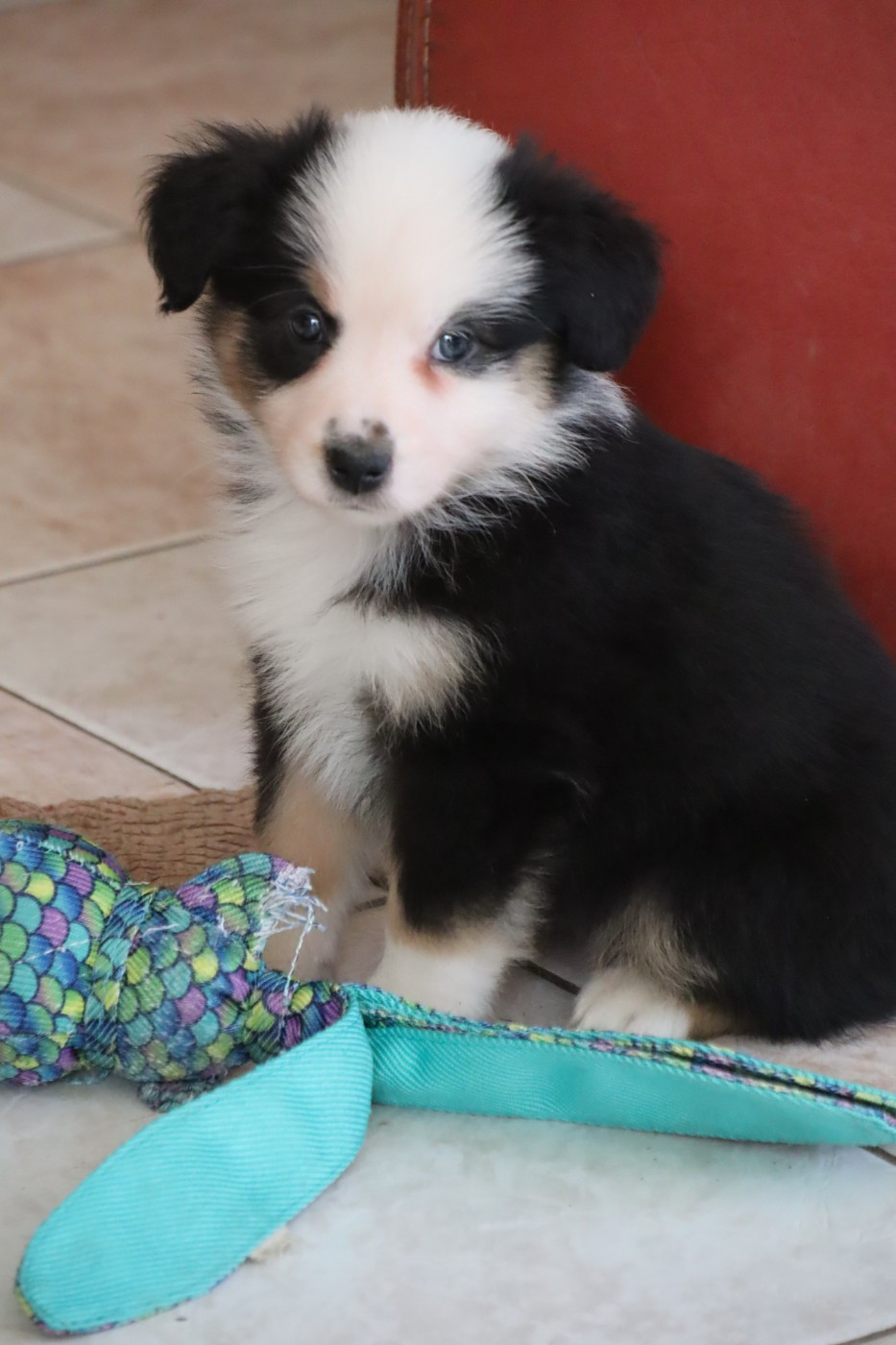 A vendre 1 chiot Berger Américain Miniature