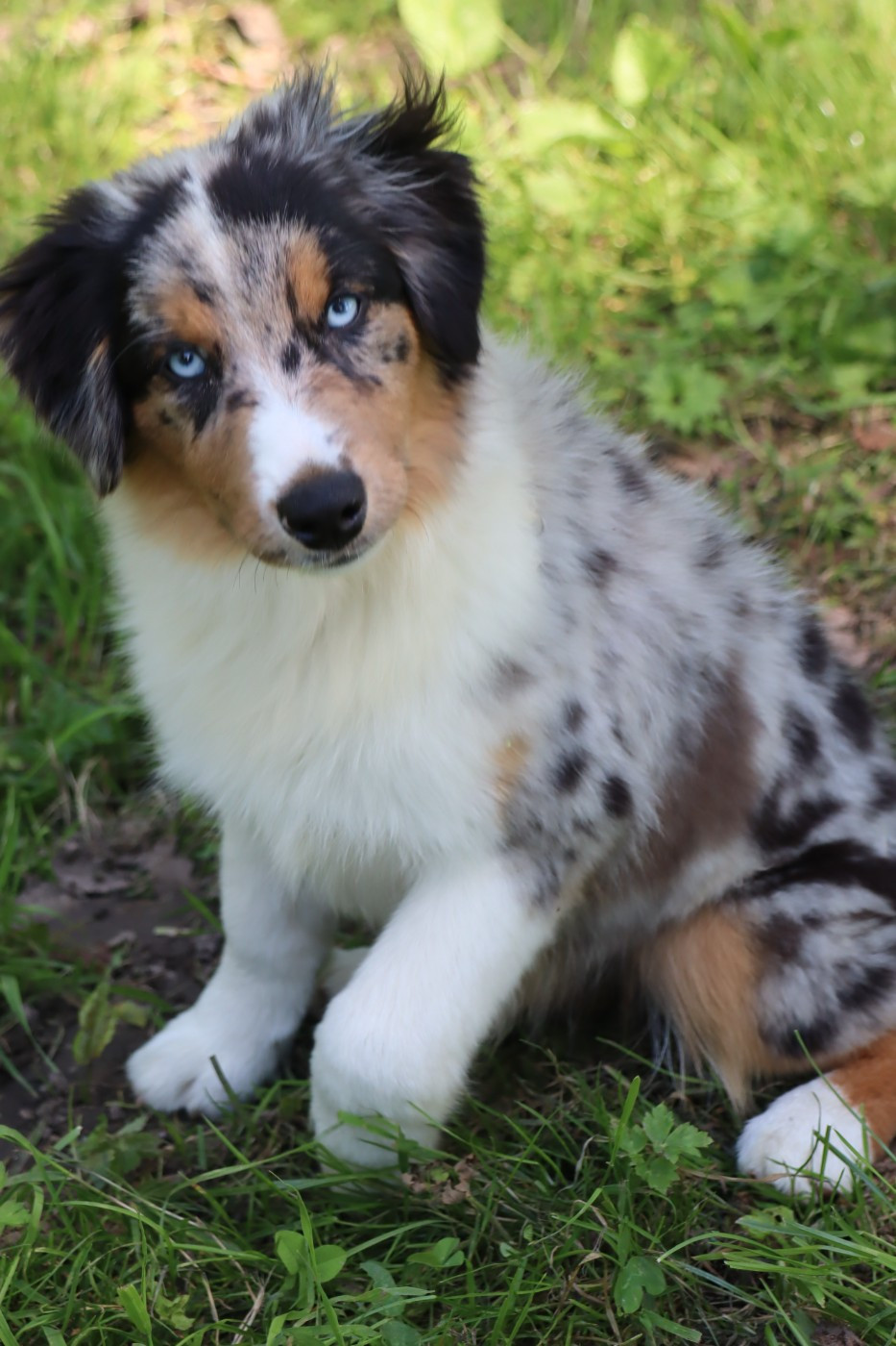 BELLA recherche sa famille