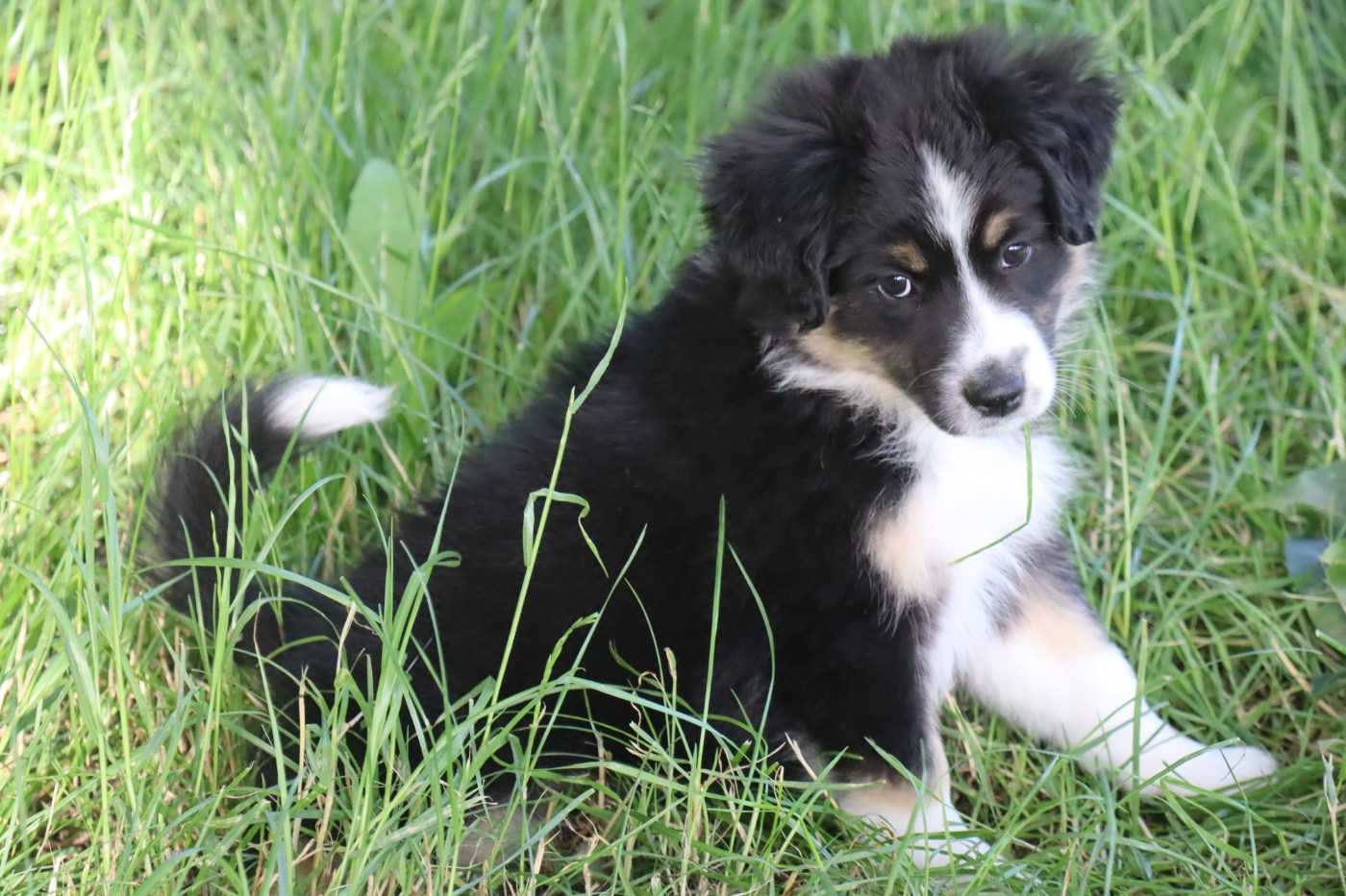 A vendre 1 chiot Berger Américain Miniature