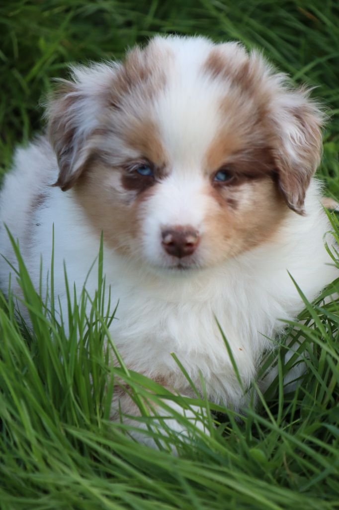 A VENDRE 1 CHIOT BERGER AMERTCAIN MINIATURE