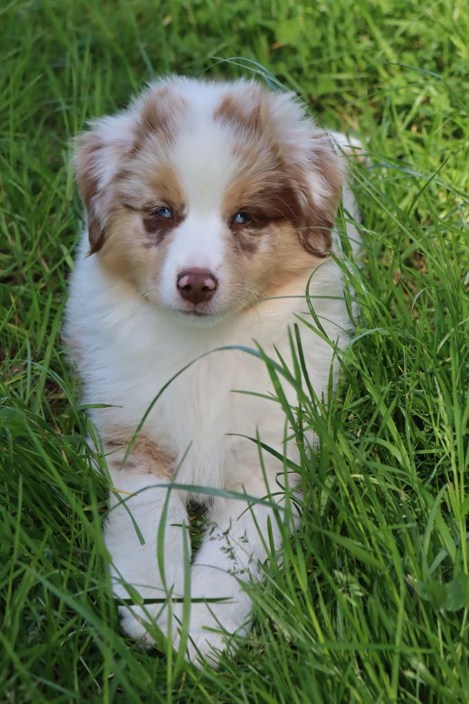 A VENDRE 1 CHIOT BERGER AMERTCAIN MINIATURE