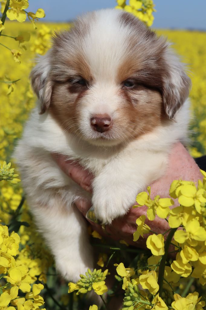 CHIOT 3