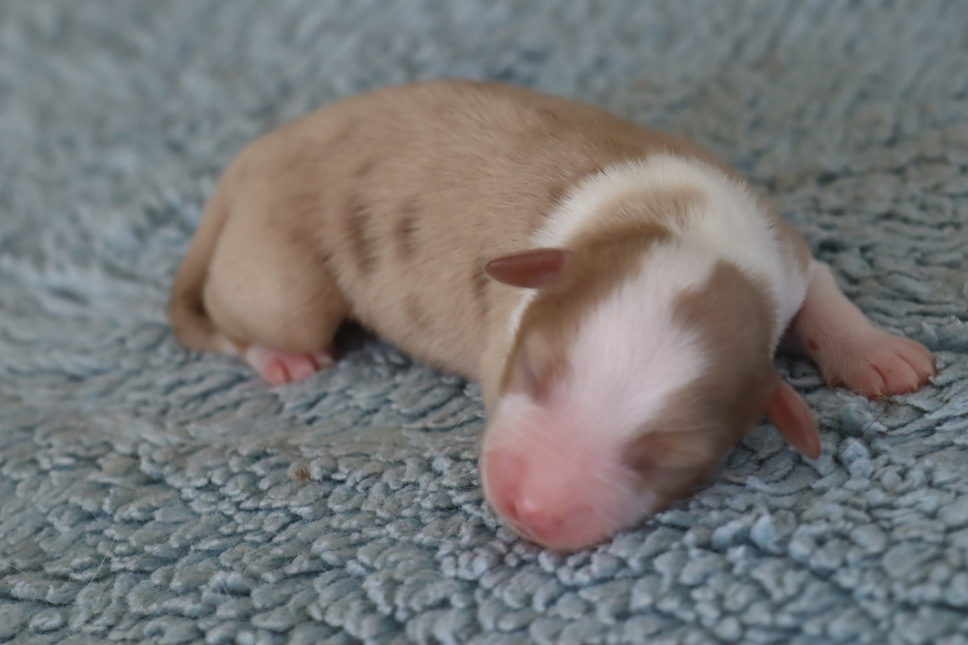 Des bonnes bouilles - Chiots disponibles - Berger Américain Miniature 