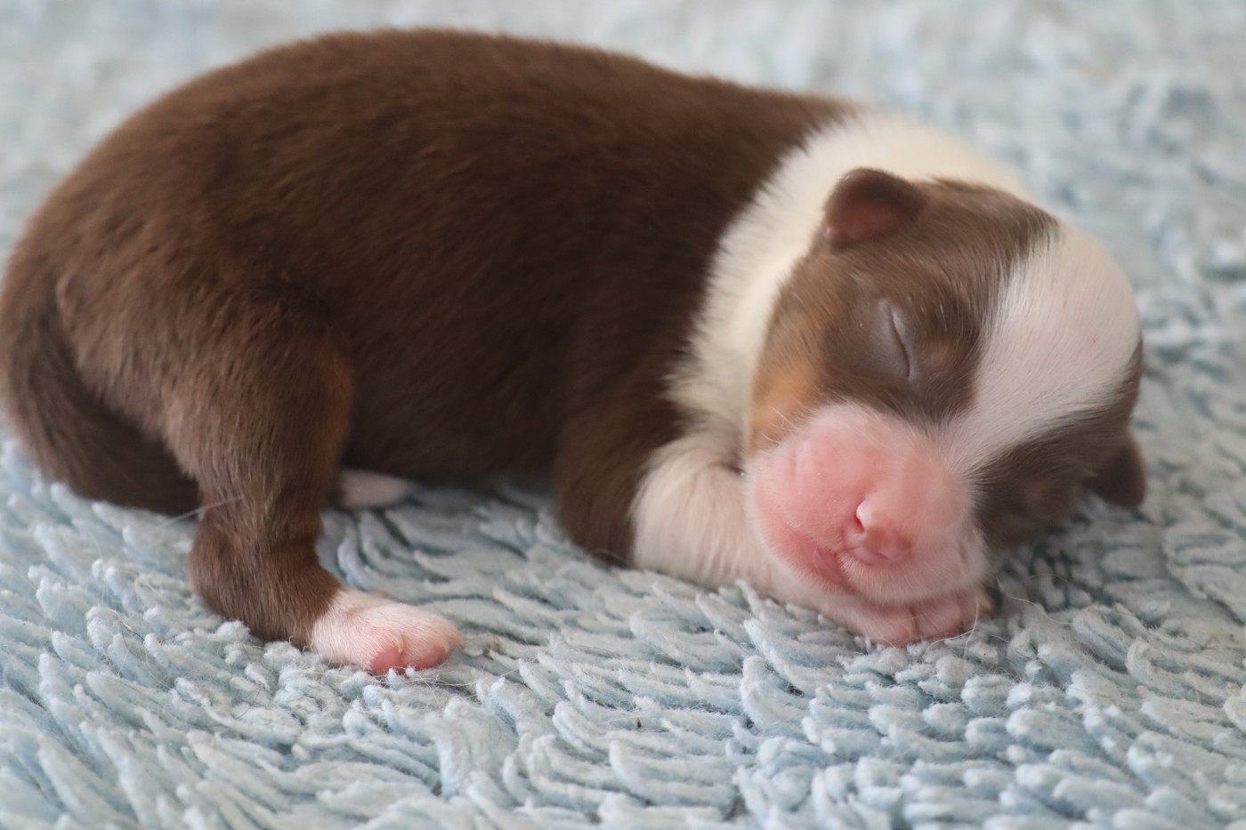 Des bonnes bouilles - Chiots disponibles - Berger Américain Miniature 