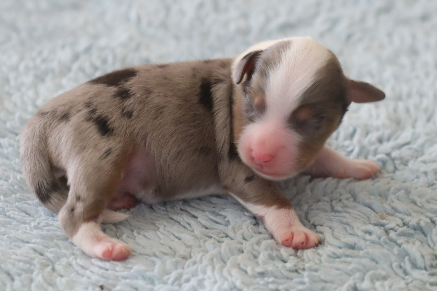 Des bonnes bouilles - Chiots disponibles - Berger Américain Miniature 