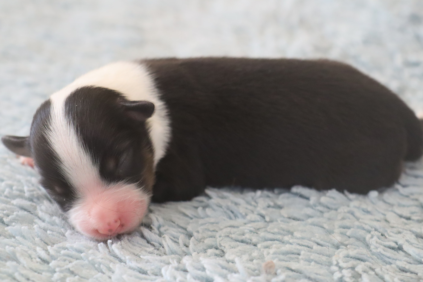 Des bonnes bouilles - Chiots disponibles - Berger Américain Miniature 