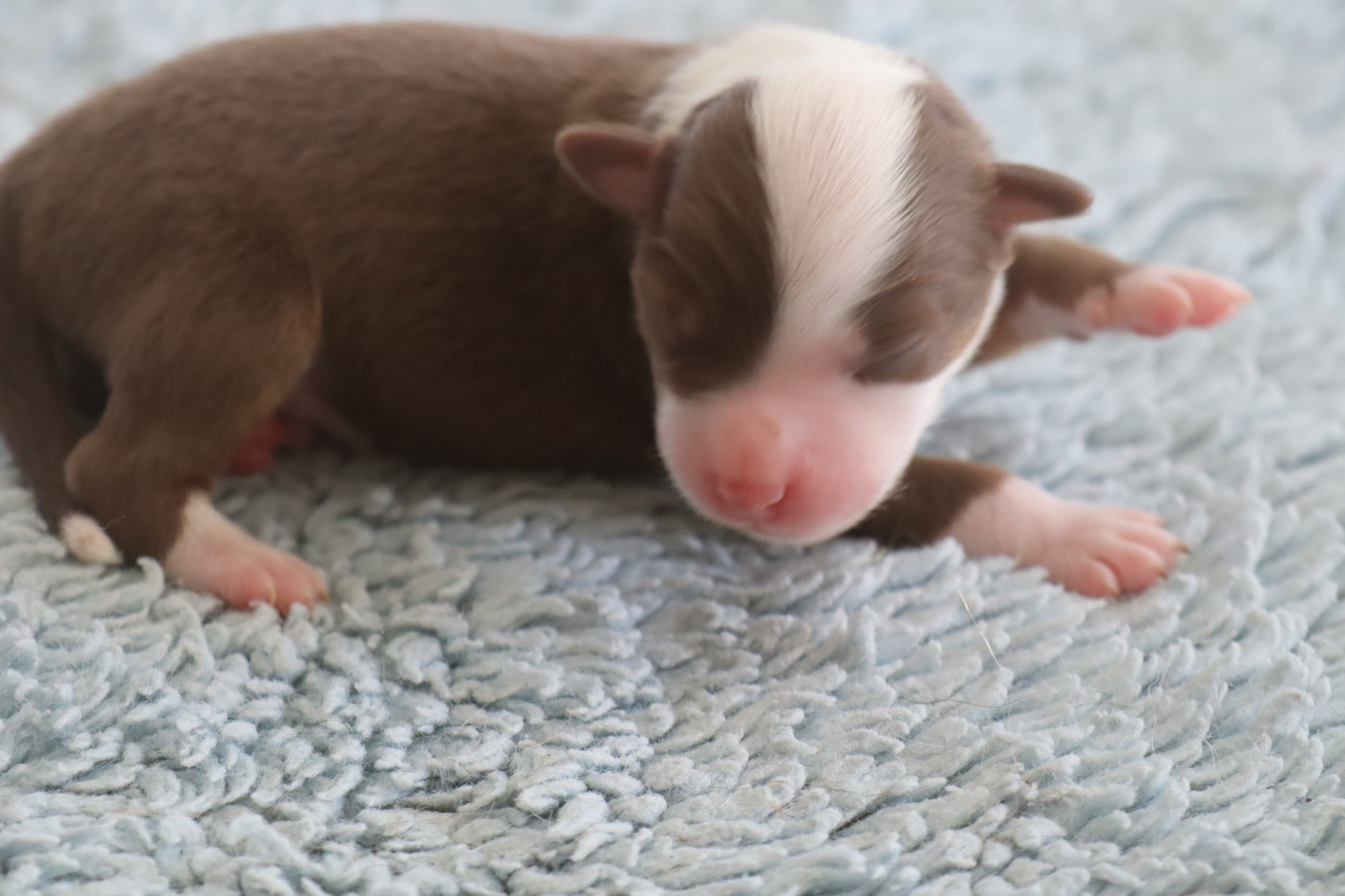 Des bonnes bouilles - Chiots disponibles - Berger Américain Miniature 