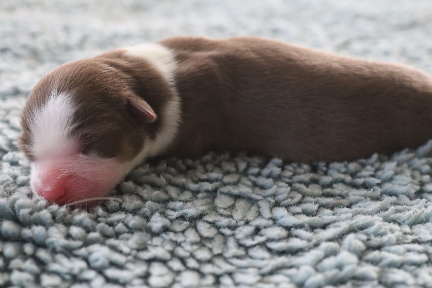 Des bonnes bouilles - Chiots disponibles - Berger Américain Miniature 
