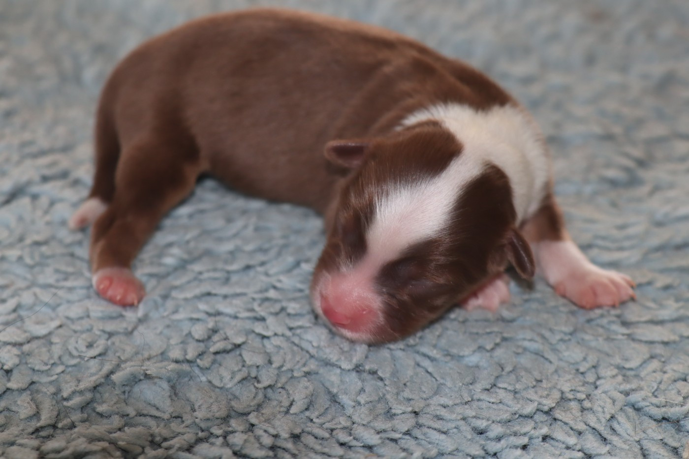 Des bonnes bouilles - Chiots disponibles - Berger Américain Miniature 