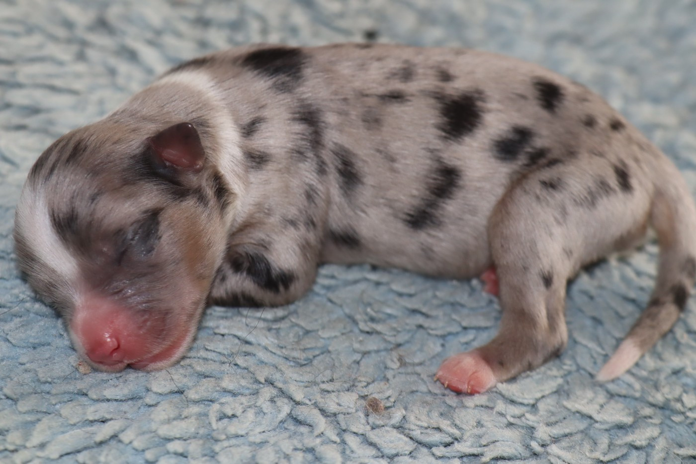 Des bonnes bouilles - Chiots disponibles - Berger Américain Miniature 