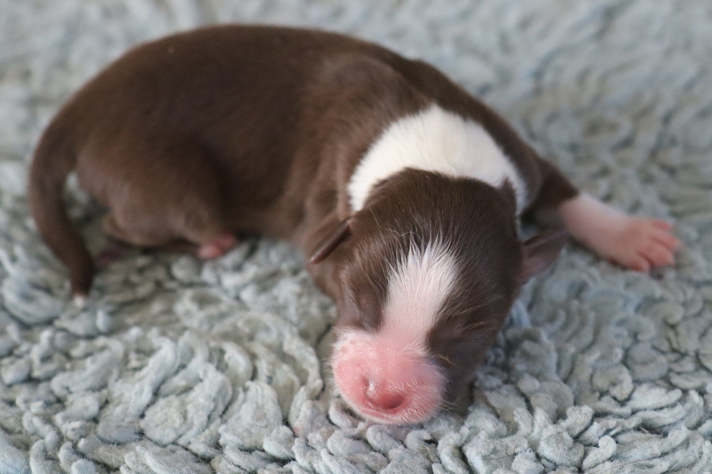 Des bonnes bouilles - Chiots disponibles - Berger Américain Miniature 