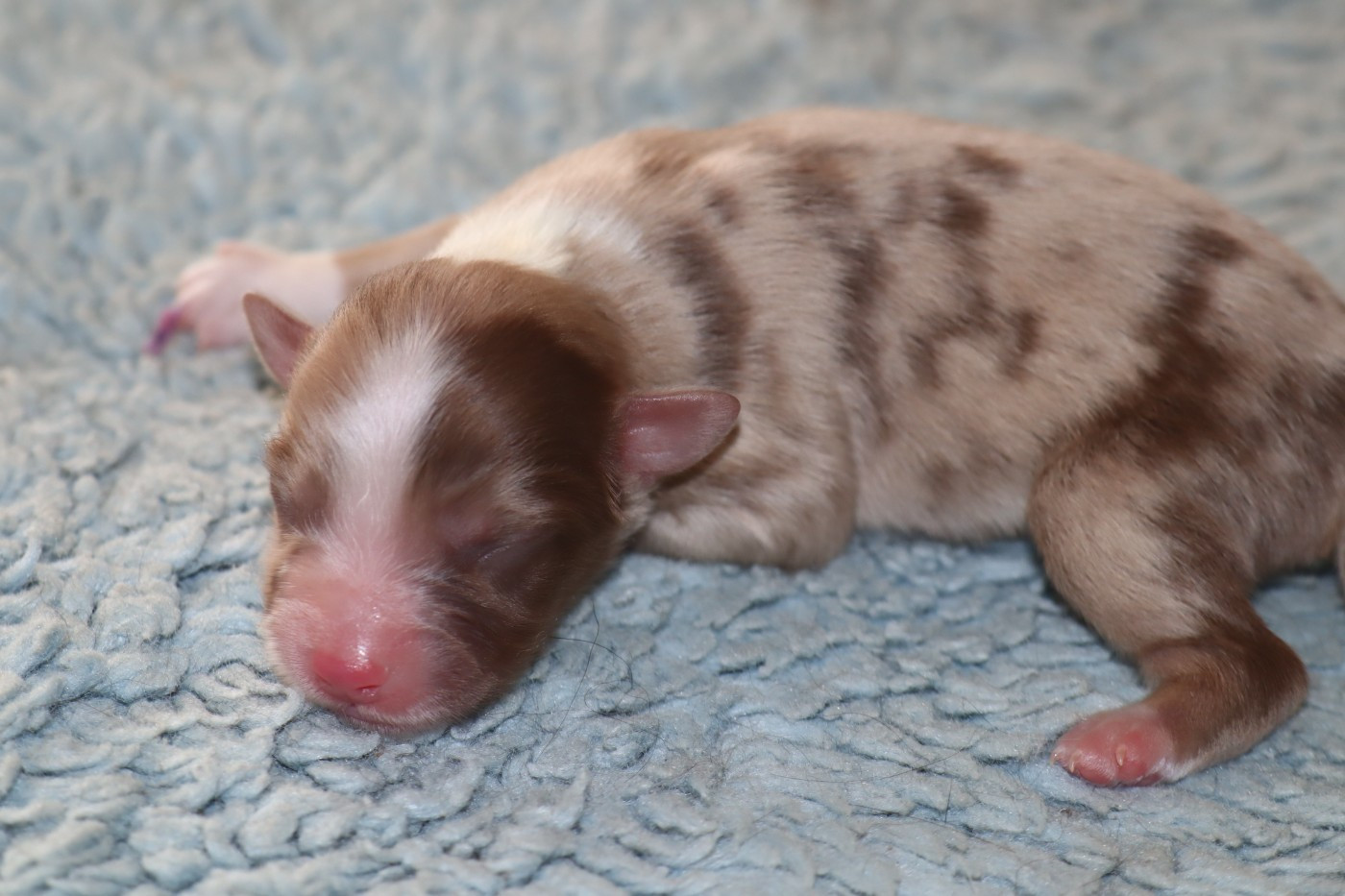 Des bonnes bouilles - Chiots disponibles - Berger Américain Miniature 