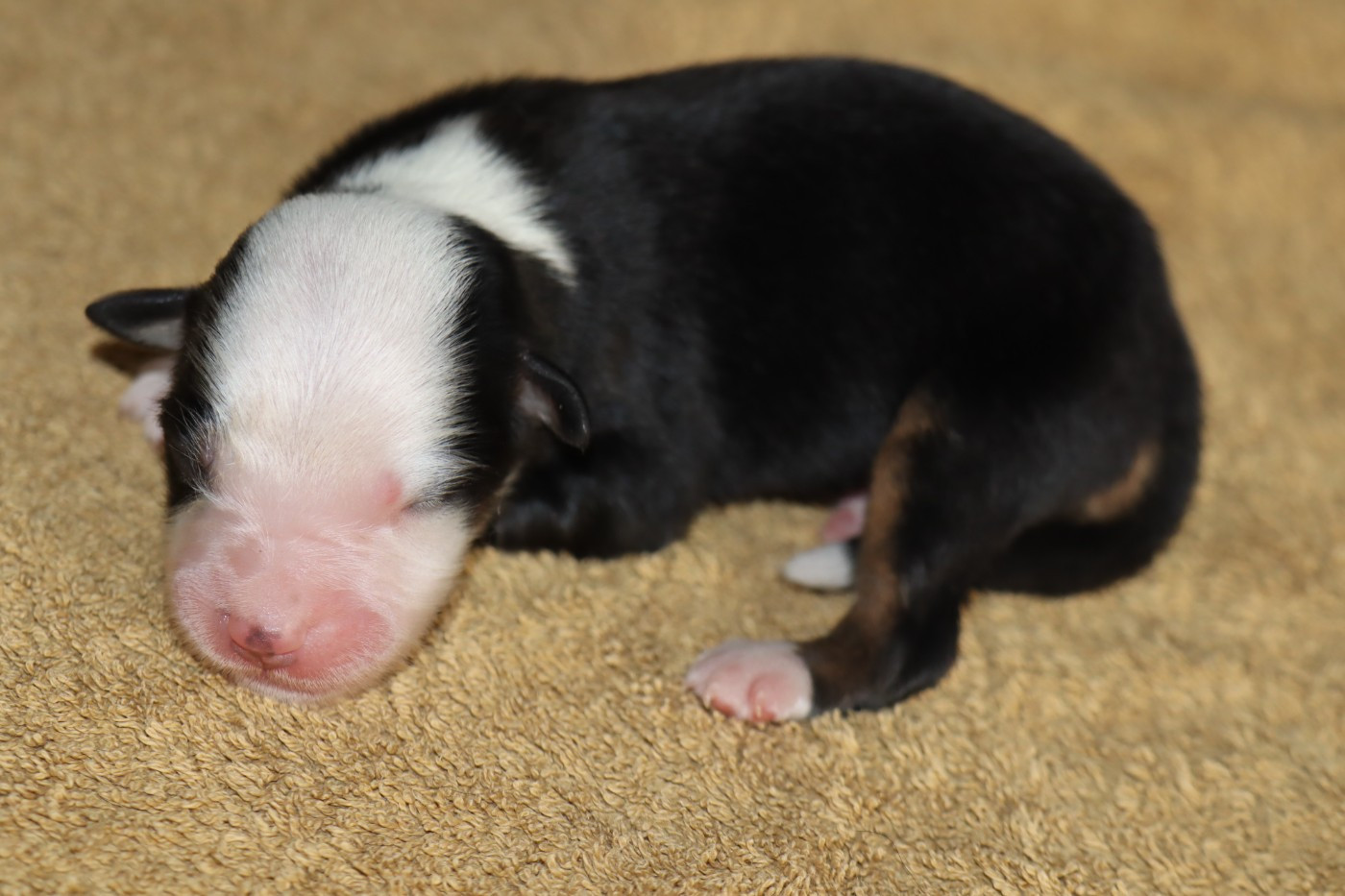 Des bonnes bouilles - Chiots disponibles - Berger Américain Miniature 