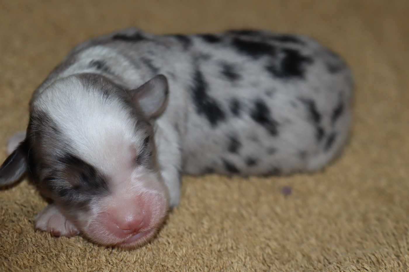 Des bonnes bouilles - Chiots disponibles - Berger Américain Miniature 