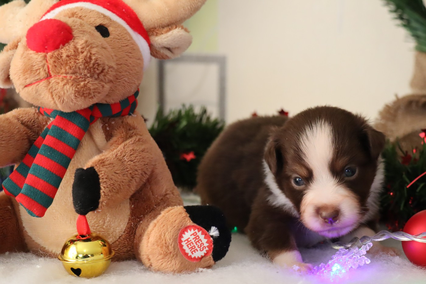 Des bonnes bouilles - Chiots disponibles - Berger Américain Miniature 