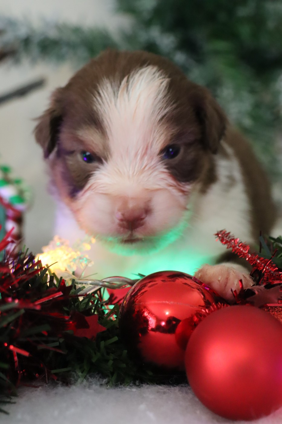 Des bonnes bouilles - Chiots disponibles - Berger Américain Miniature 