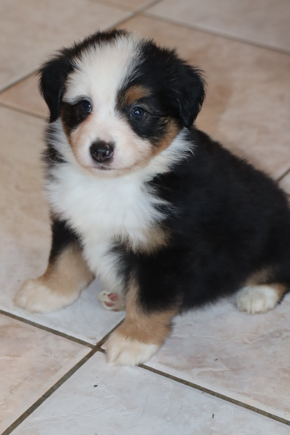 Des bonnes bouilles - Chiots disponibles - Berger Américain Miniature 