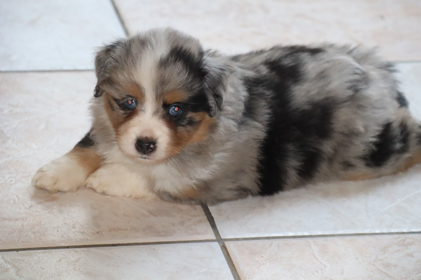 Des bonnes bouilles - Chiots disponibles - Berger Américain Miniature 