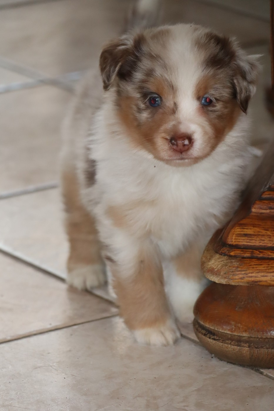 Des bonnes bouilles - Chiots disponibles - Berger Américain Miniature 