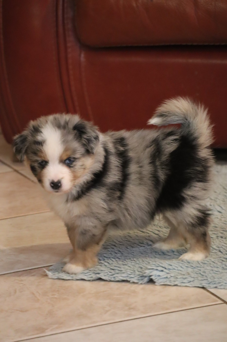 Des bonnes bouilles - Chiots disponibles - Berger Américain Miniature 