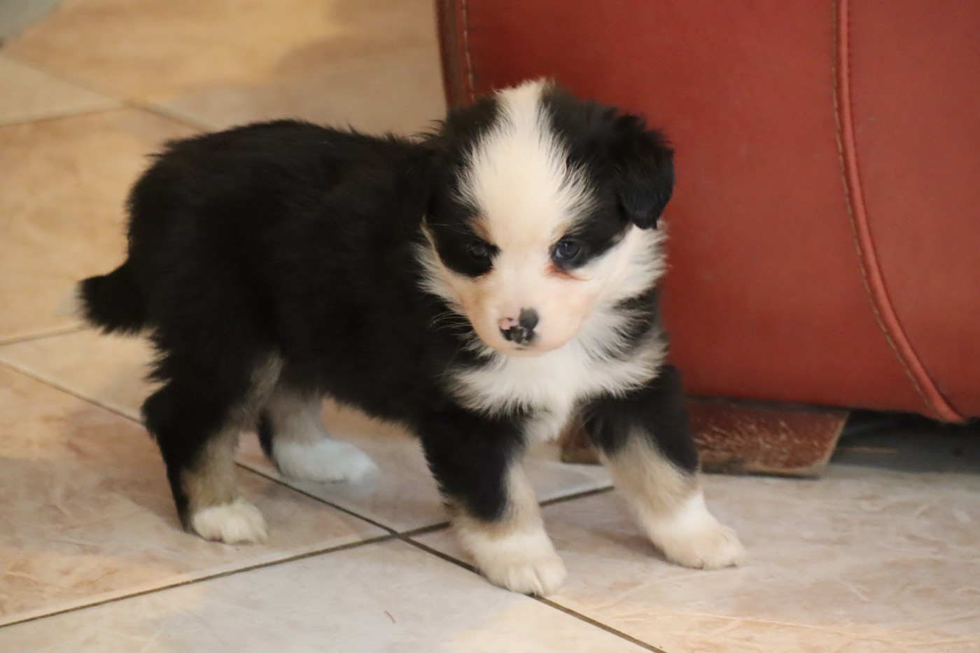 Des bonnes bouilles - Chiots disponibles - Berger Américain Miniature 