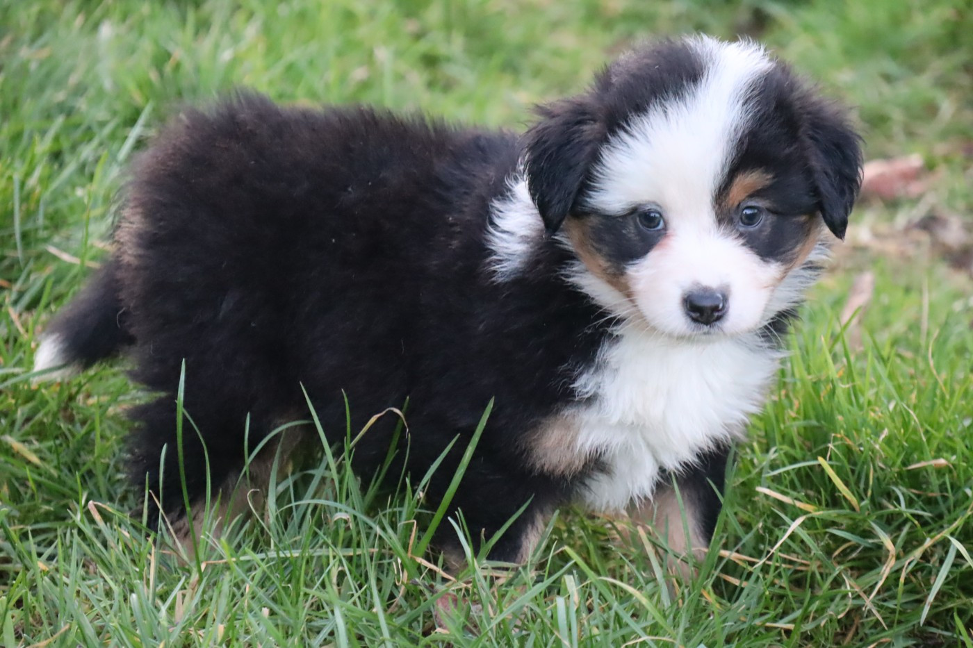 Des bonnes bouilles - Chiots disponibles - Berger Américain Miniature 