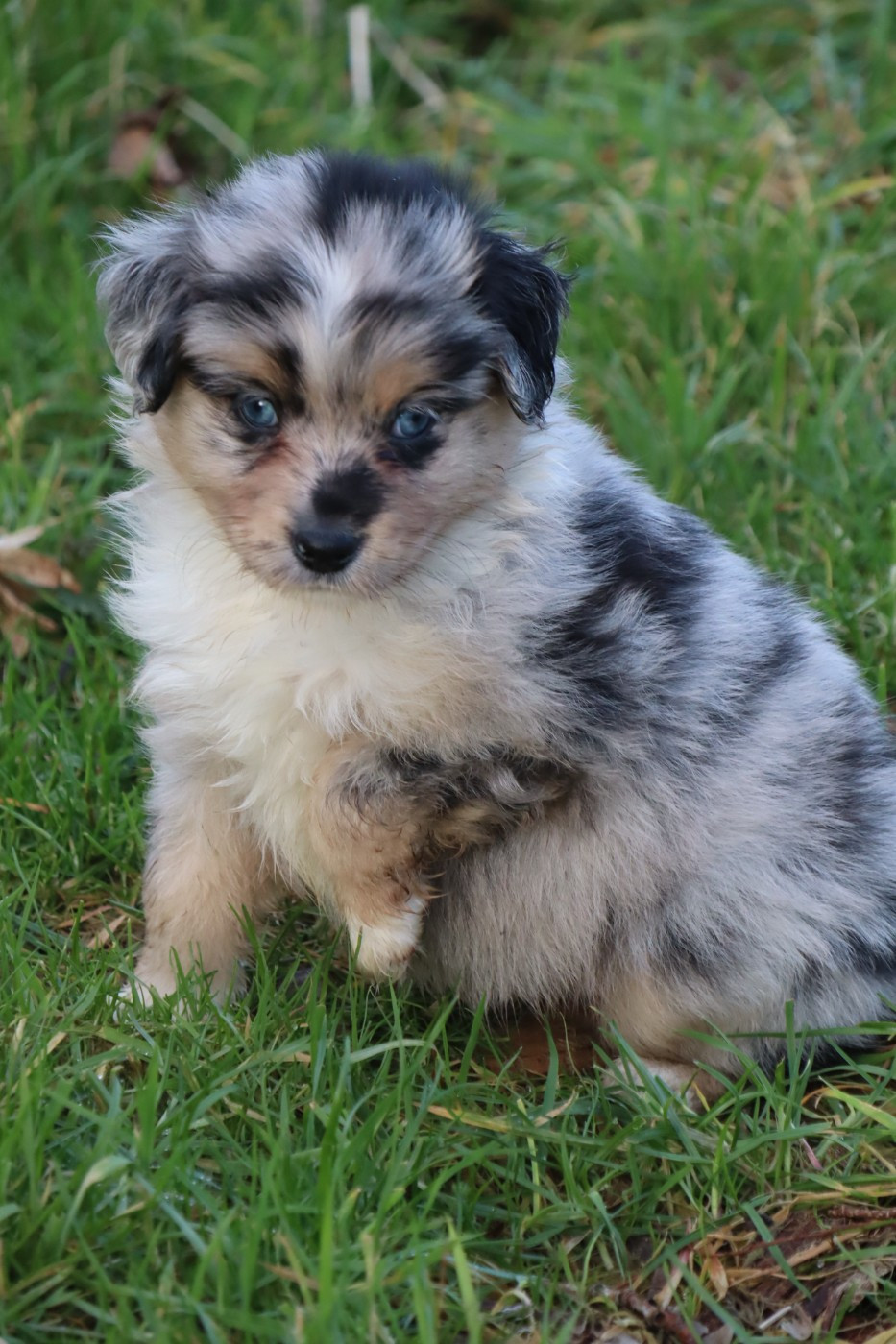 Des bonnes bouilles - Chiots disponibles - Berger Américain Miniature 