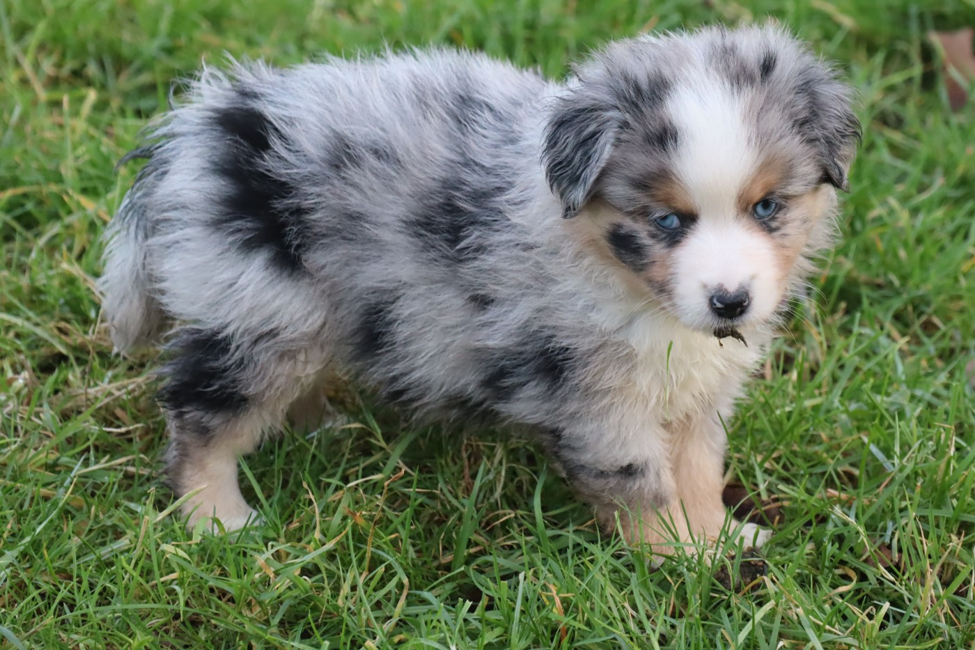 Des bonnes bouilles - Chiots disponibles - Berger Américain Miniature 