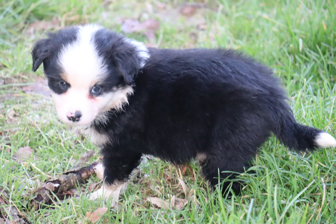 Des bonnes bouilles - Chiots disponibles - Berger Américain Miniature 