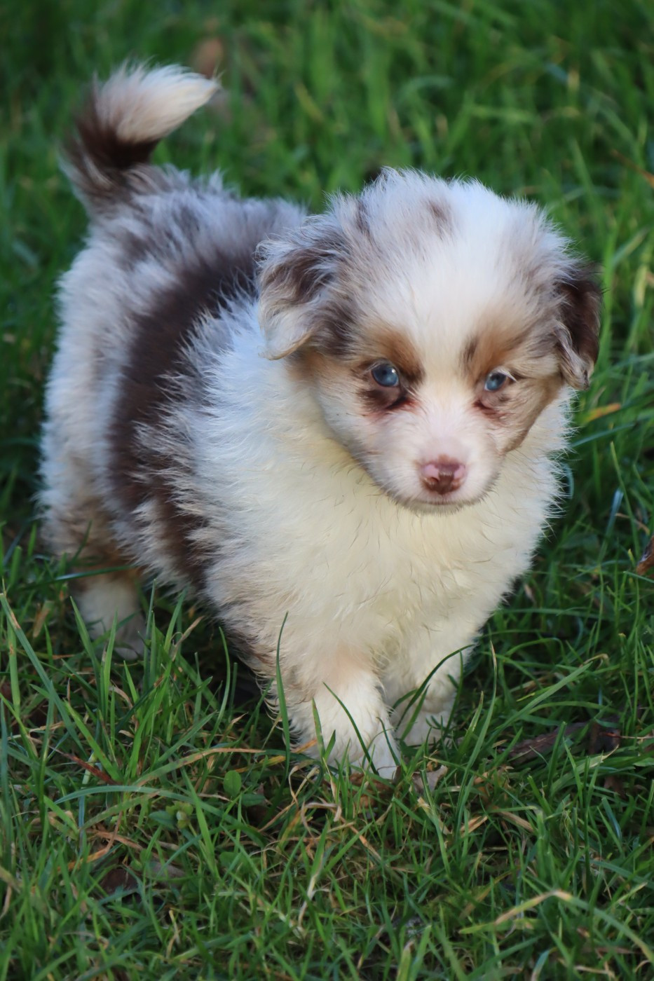Des bonnes bouilles - Chiots disponibles - Berger Américain Miniature 