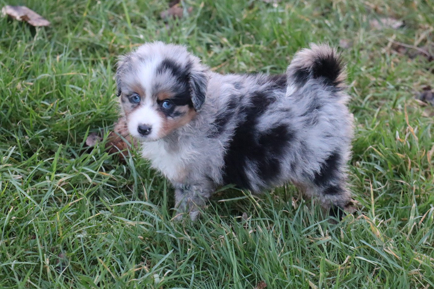 Des bonnes bouilles - Chiots disponibles - Berger Américain Miniature 