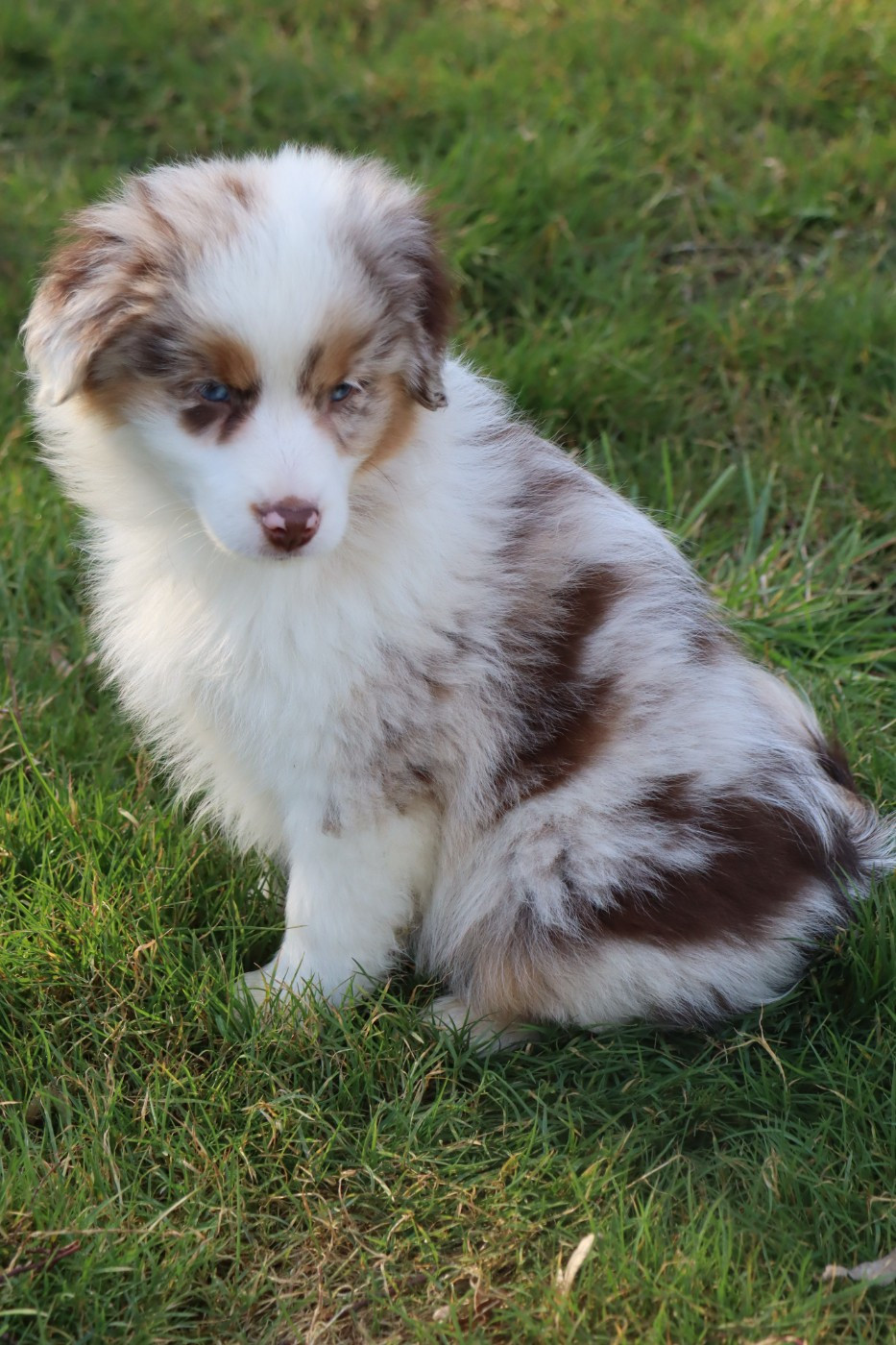 Des bonnes bouilles - Chiots disponibles - Berger Américain Miniature 