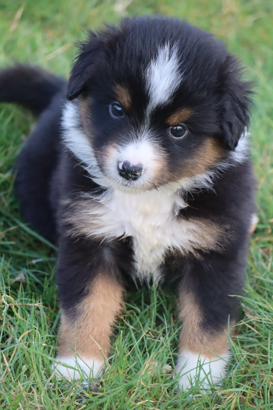 Des bonnes bouilles - Chiots disponibles - Berger Américain Miniature 
