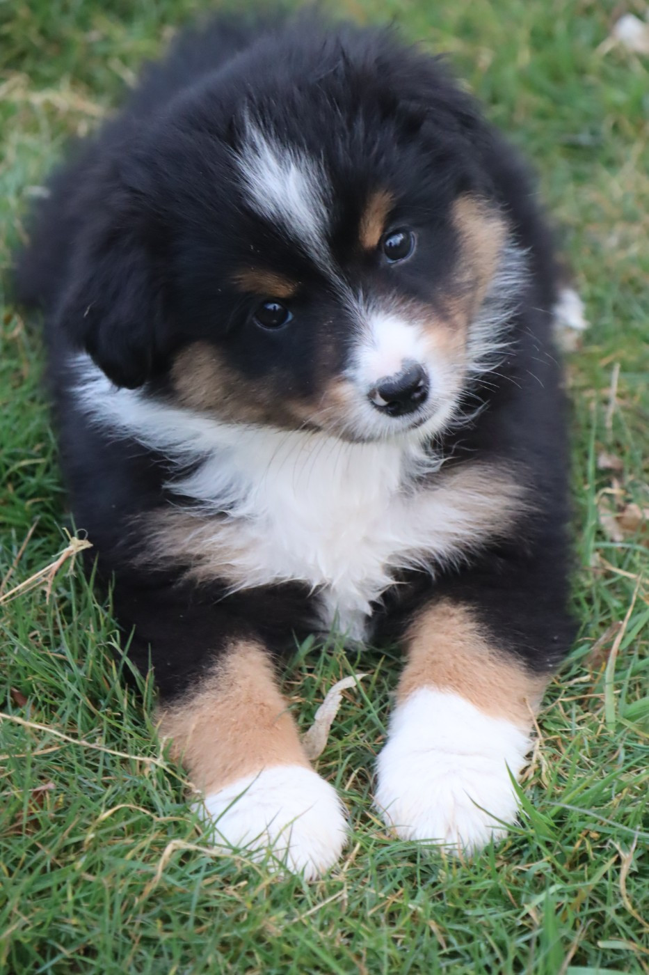 Des bonnes bouilles - Chiots disponibles - Berger Américain Miniature 