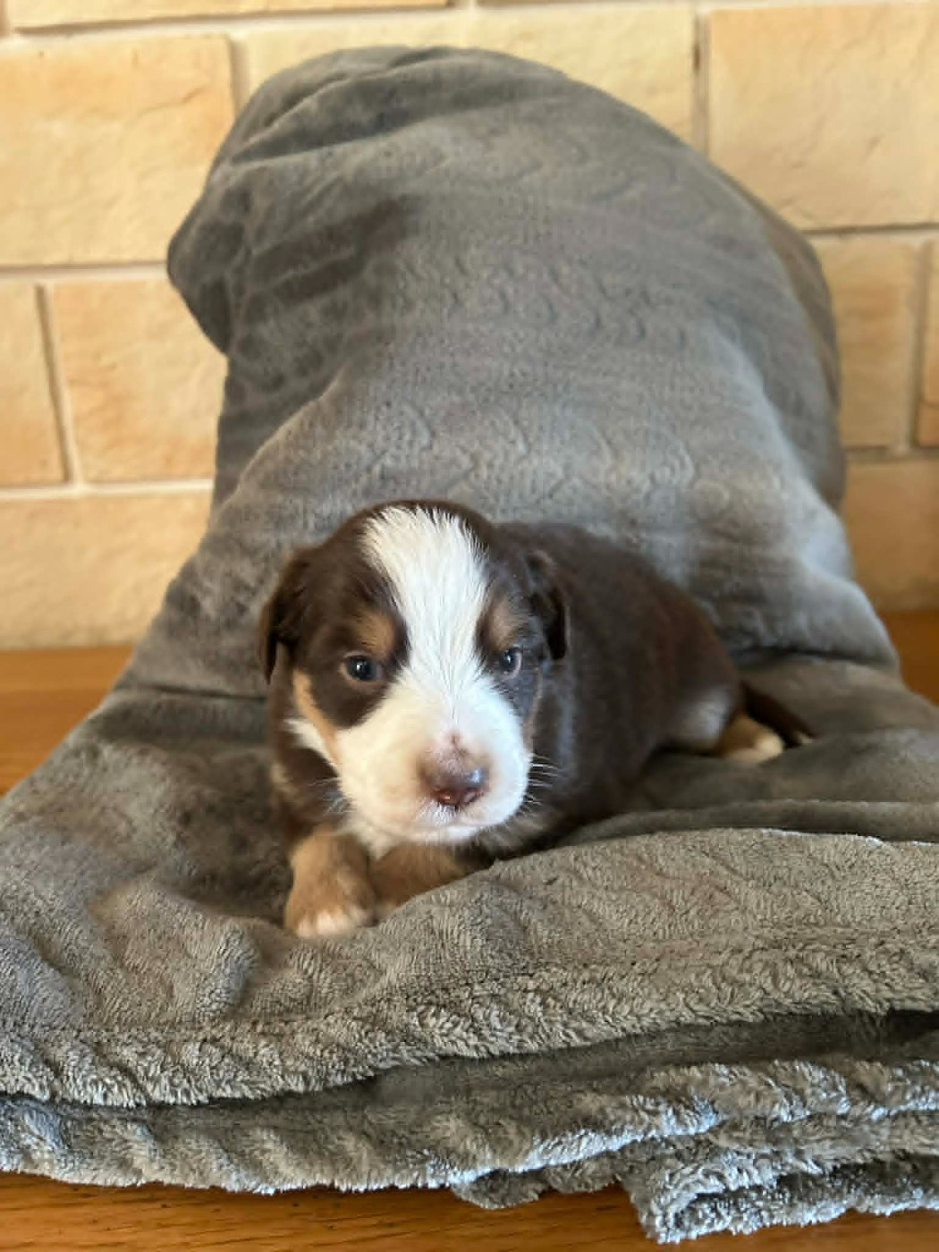 Des bonnes bouilles - Chiots disponibles - Berger Américain Miniature 