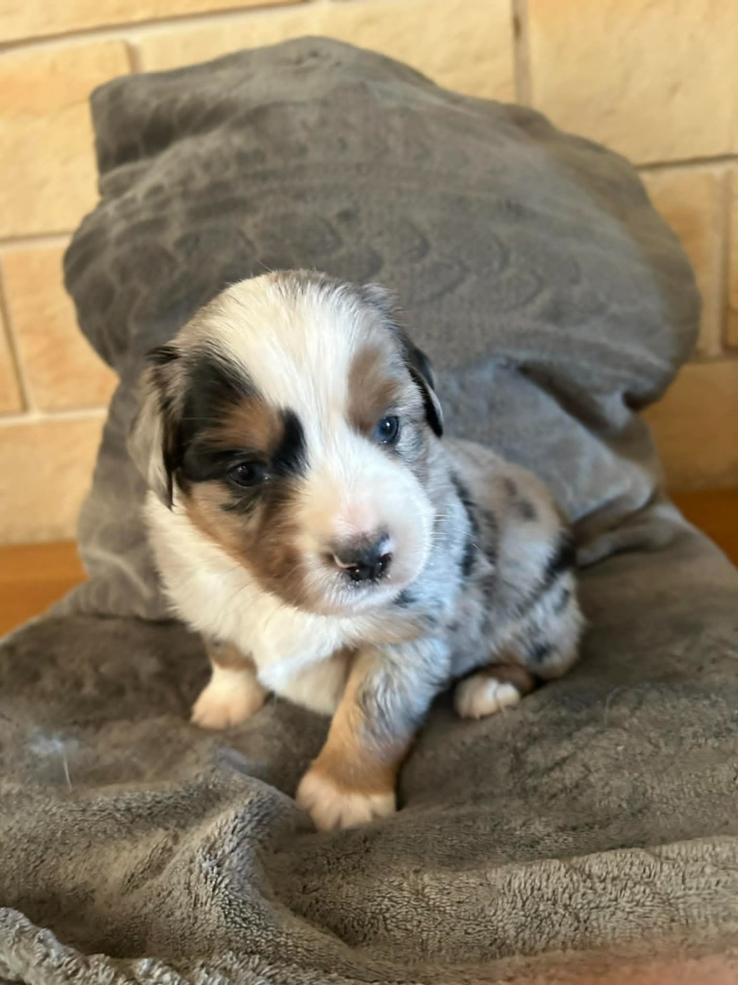 Des bonnes bouilles - Chiots disponibles - Berger Américain Miniature 
