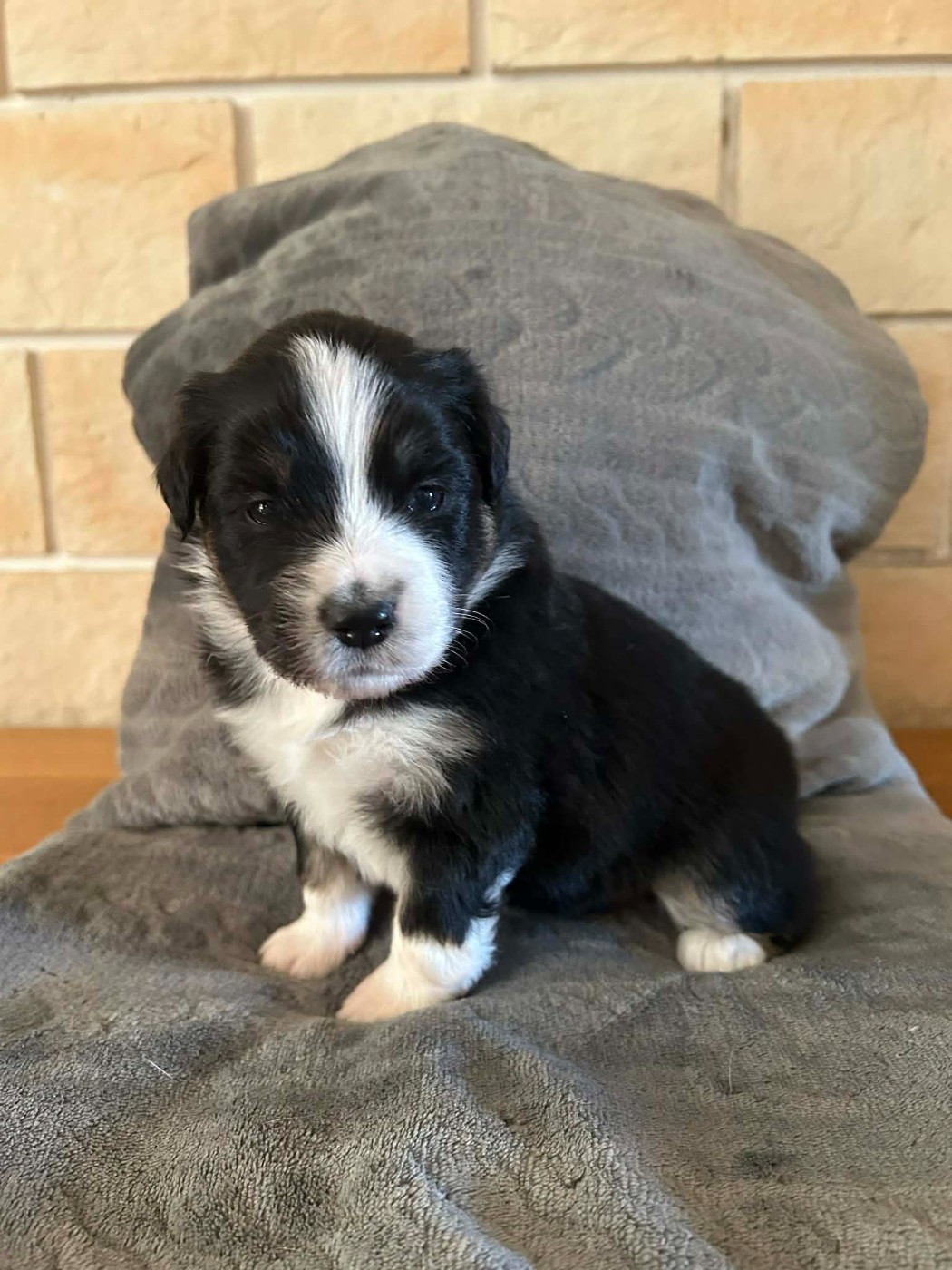 Des bonnes bouilles - Chiots disponibles - Berger Américain Miniature 