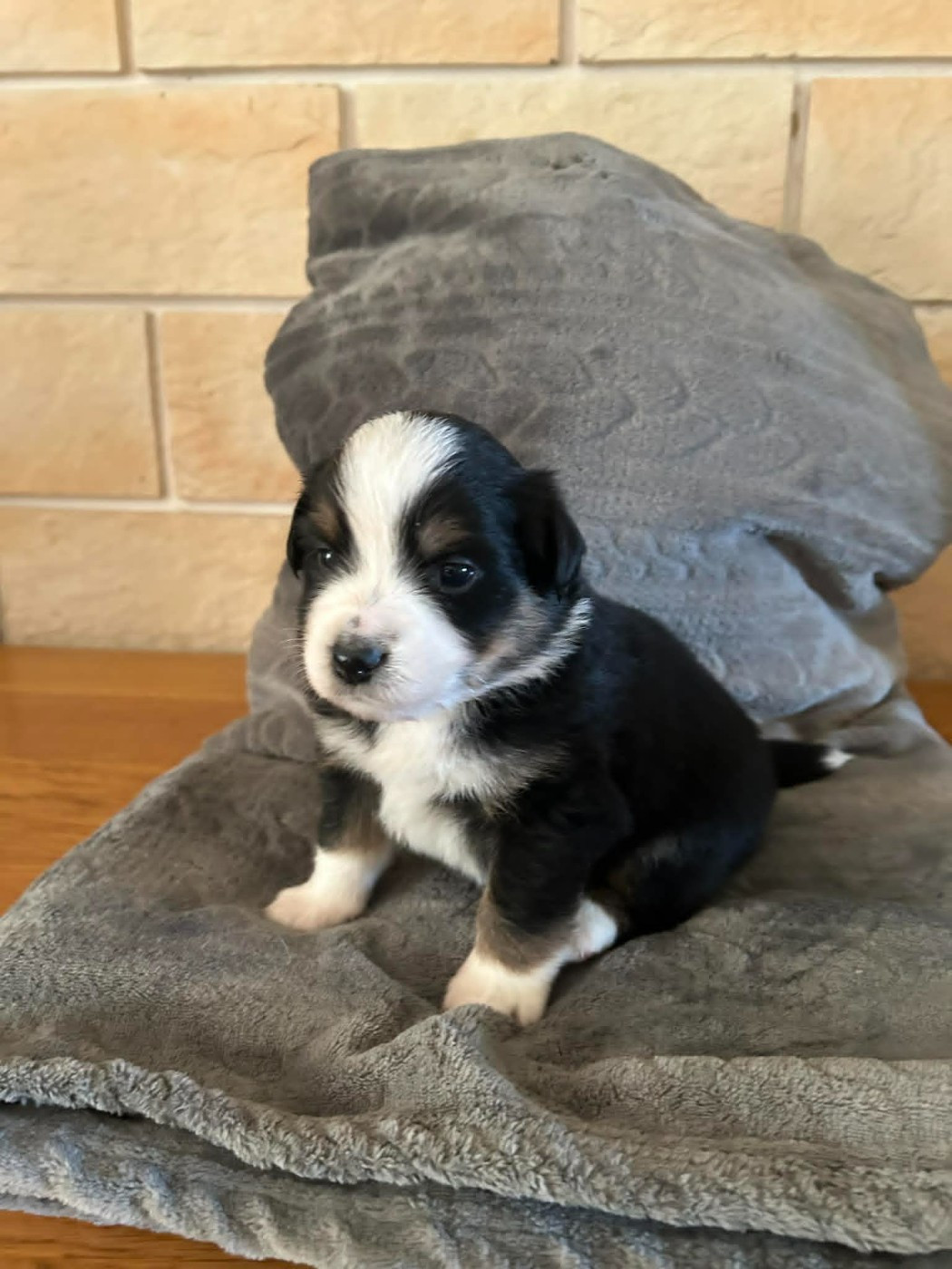 Des bonnes bouilles - Chiots disponibles - Berger Américain Miniature 
