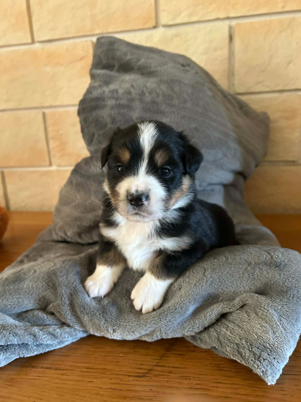 Des bonnes bouilles - Chiots disponibles - Berger Américain Miniature 