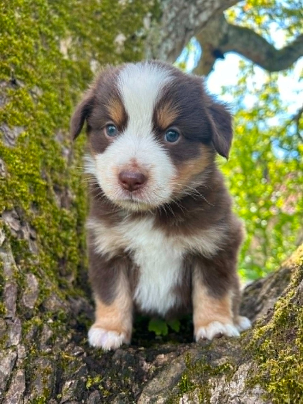 Des bonnes bouilles - Chiots disponibles - Berger Américain Miniature 