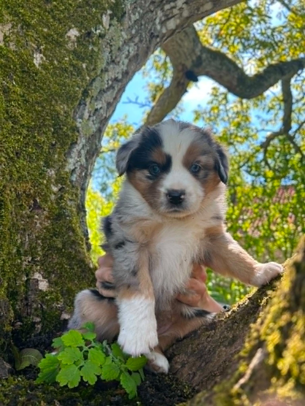 Des bonnes bouilles - Chiots disponibles - Berger Américain Miniature 