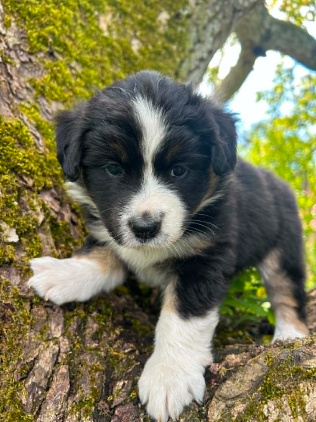 Des bonnes bouilles - Chiots disponibles - Berger Américain Miniature 
