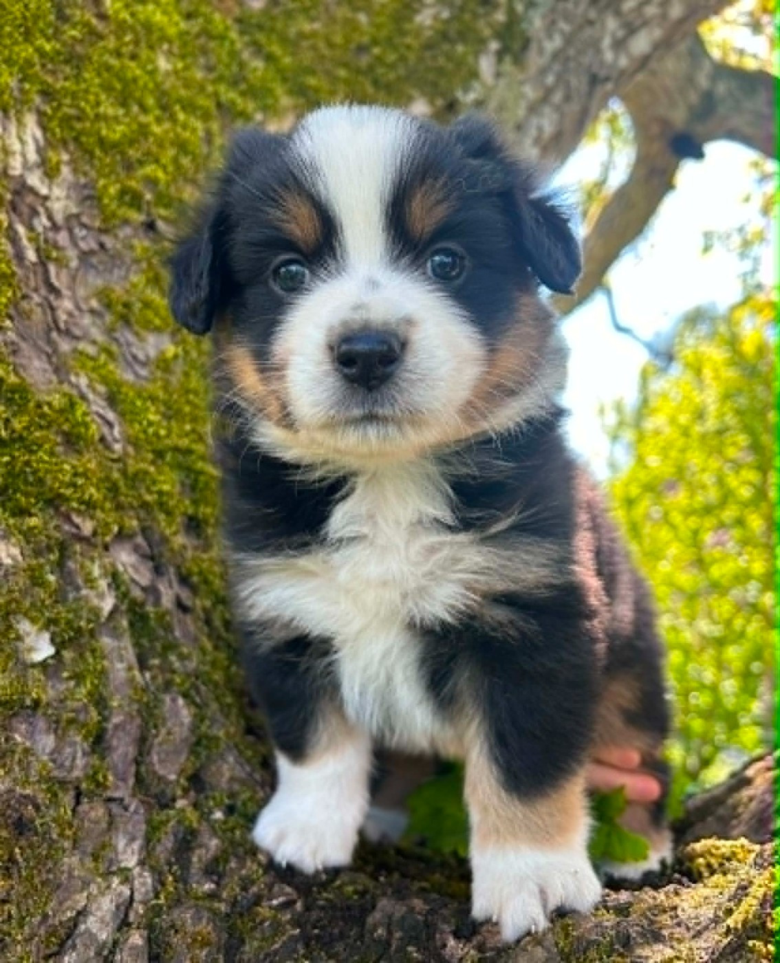 Des bonnes bouilles - Chiots disponibles - Berger Américain Miniature 