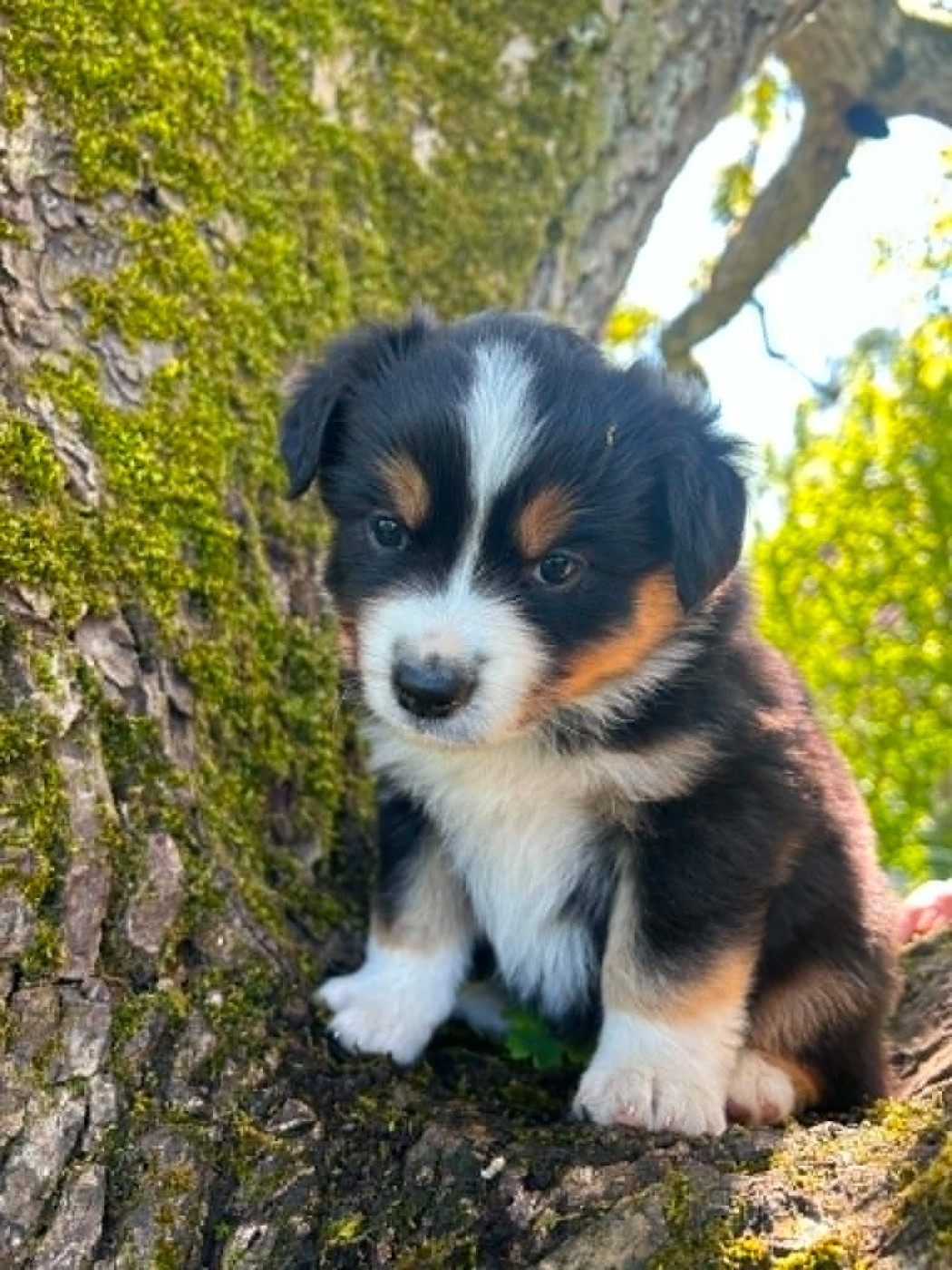Des bonnes bouilles - Chiots disponibles - Berger Américain Miniature 