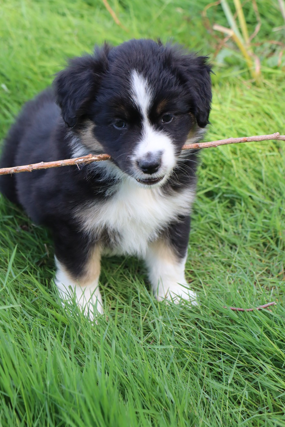 Des bonnes bouilles - Chiots disponibles - Berger Américain Miniature 