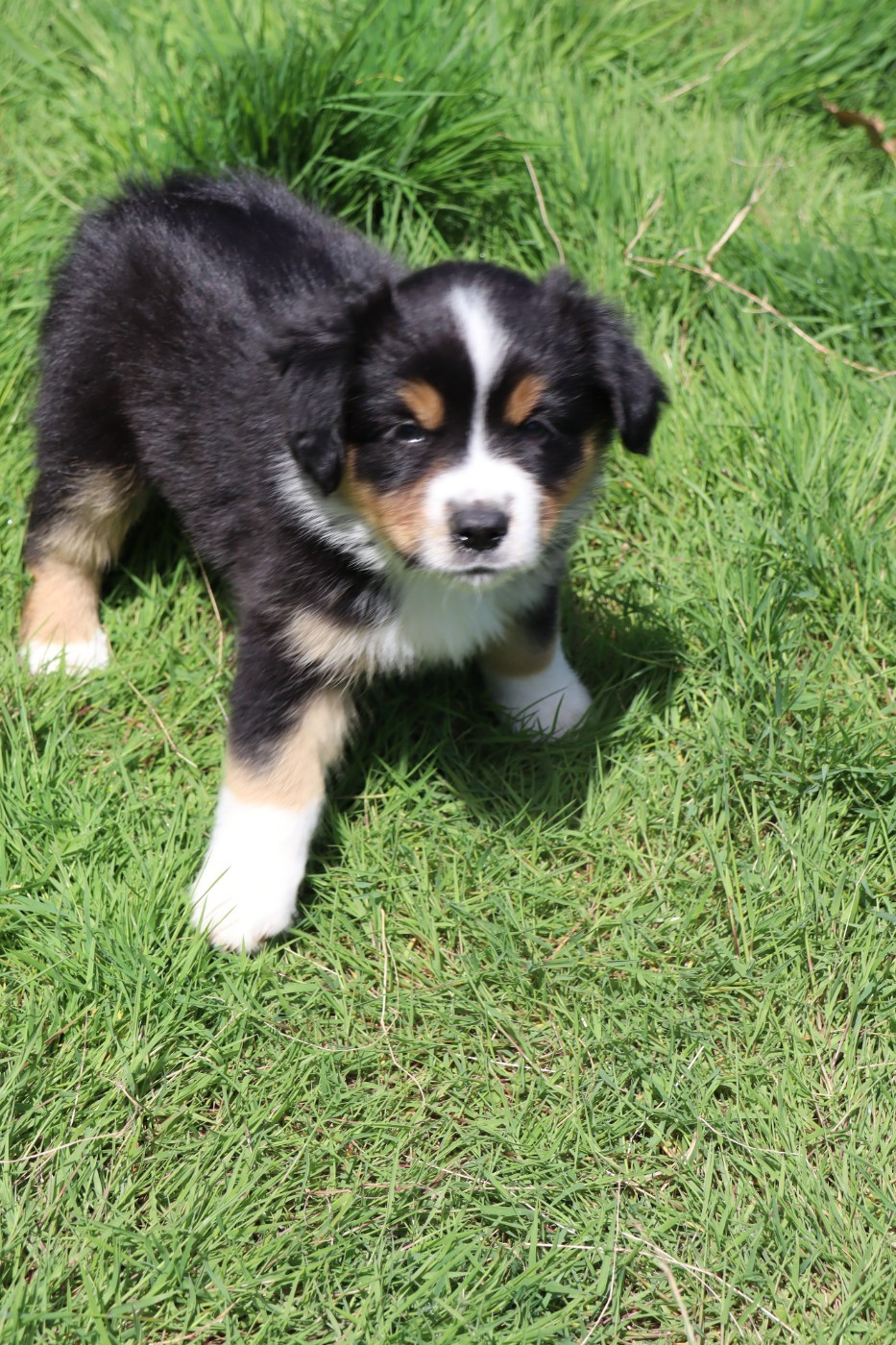 Des bonnes bouilles - Chiots disponibles - Berger Américain Miniature 