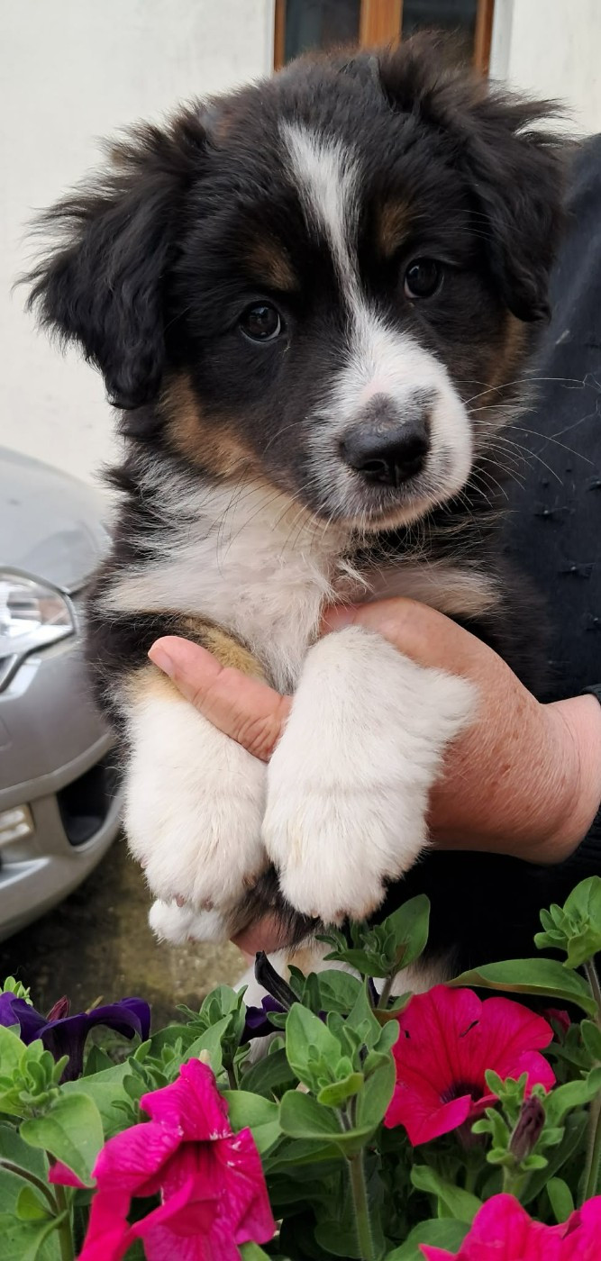 Des bonnes bouilles - Chiots disponibles - Berger Américain Miniature 
